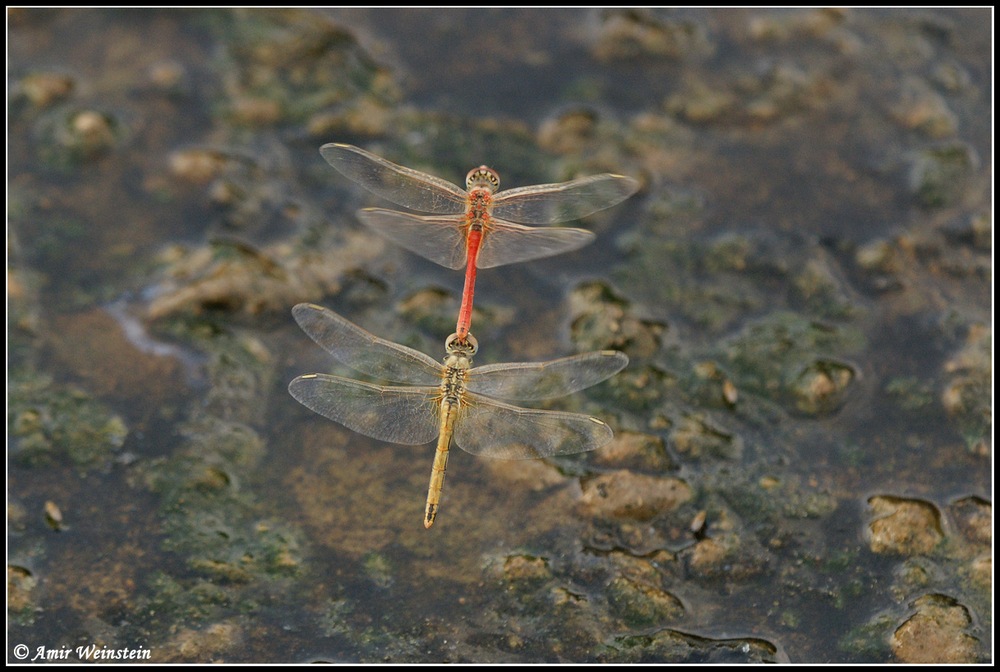 Sympetrum fonscolombii  d''Israele