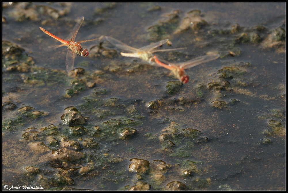Sympetrum fonscolombii  d''Israele