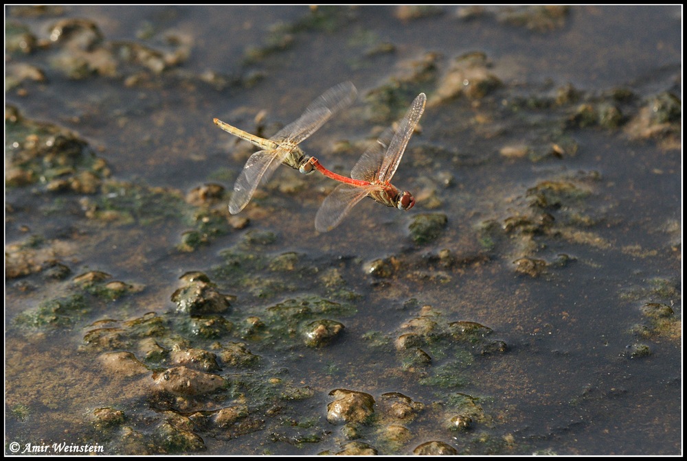 Sympetrum fonscolombii  d''Israele