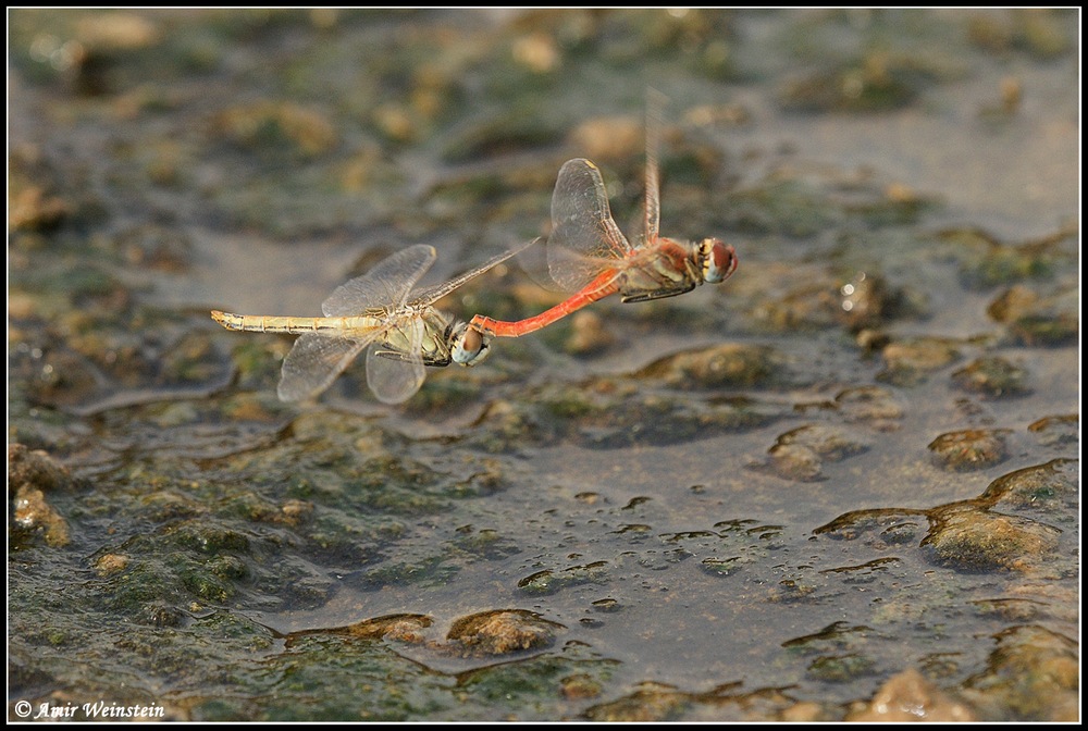 Sympetrum fonscolombii  d''Israele
