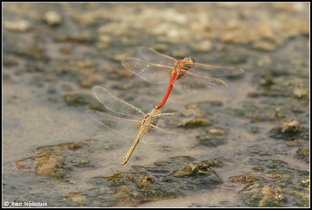 Sympetrum fonscolombii  d''Israele