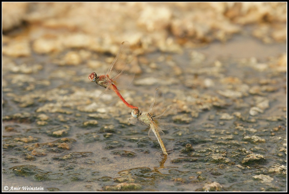 Sympetrum fonscolombii  d''Israele