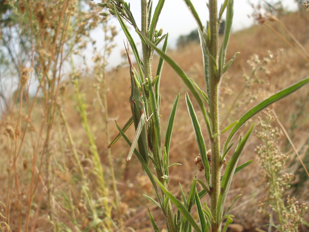 Acrida ungarica mimetizzata