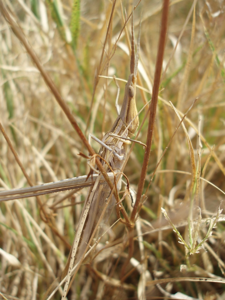 Acrida ungarica mimetizzata