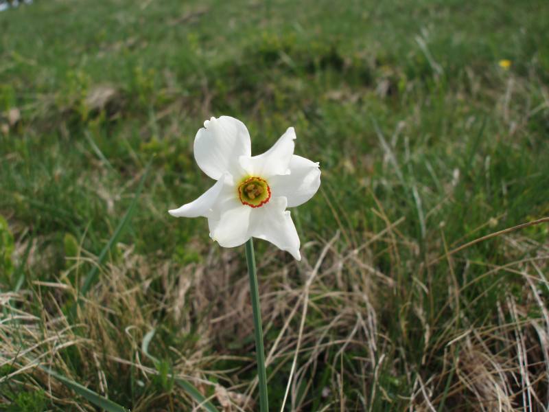 Fiore alpino - Narcissus poeticus
