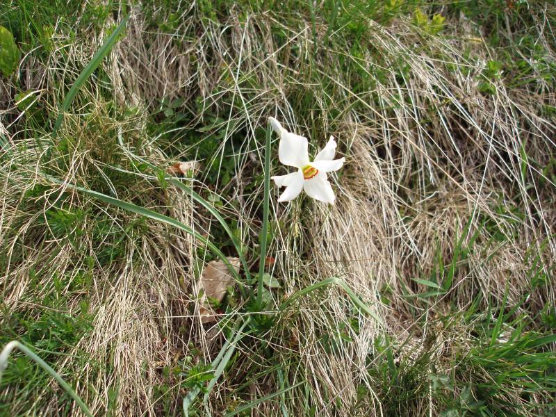Fiore alpino - Narcissus poeticus
