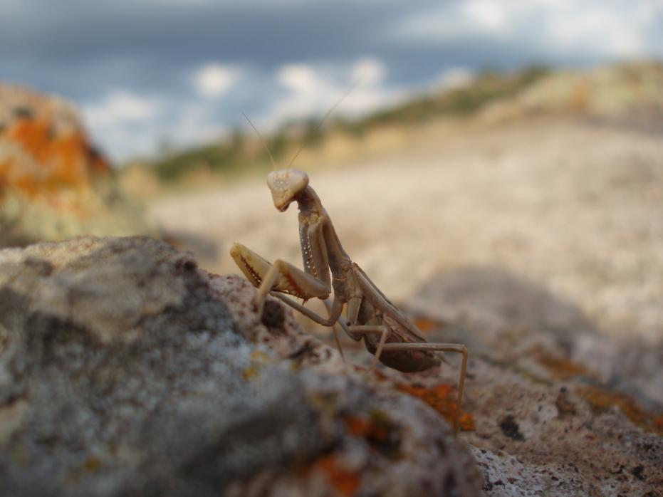 Iris Oratoria