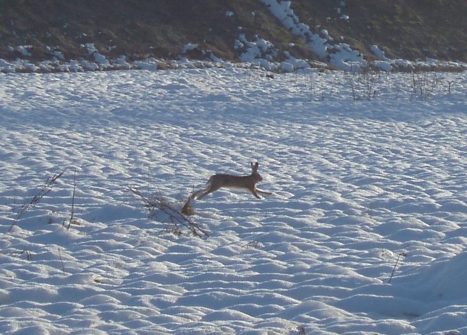 RODITORI E LAGOMORFI SELVATICI