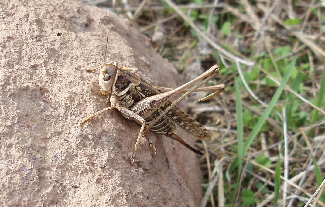 Grosso ortottero sardo: Decticus albifrons