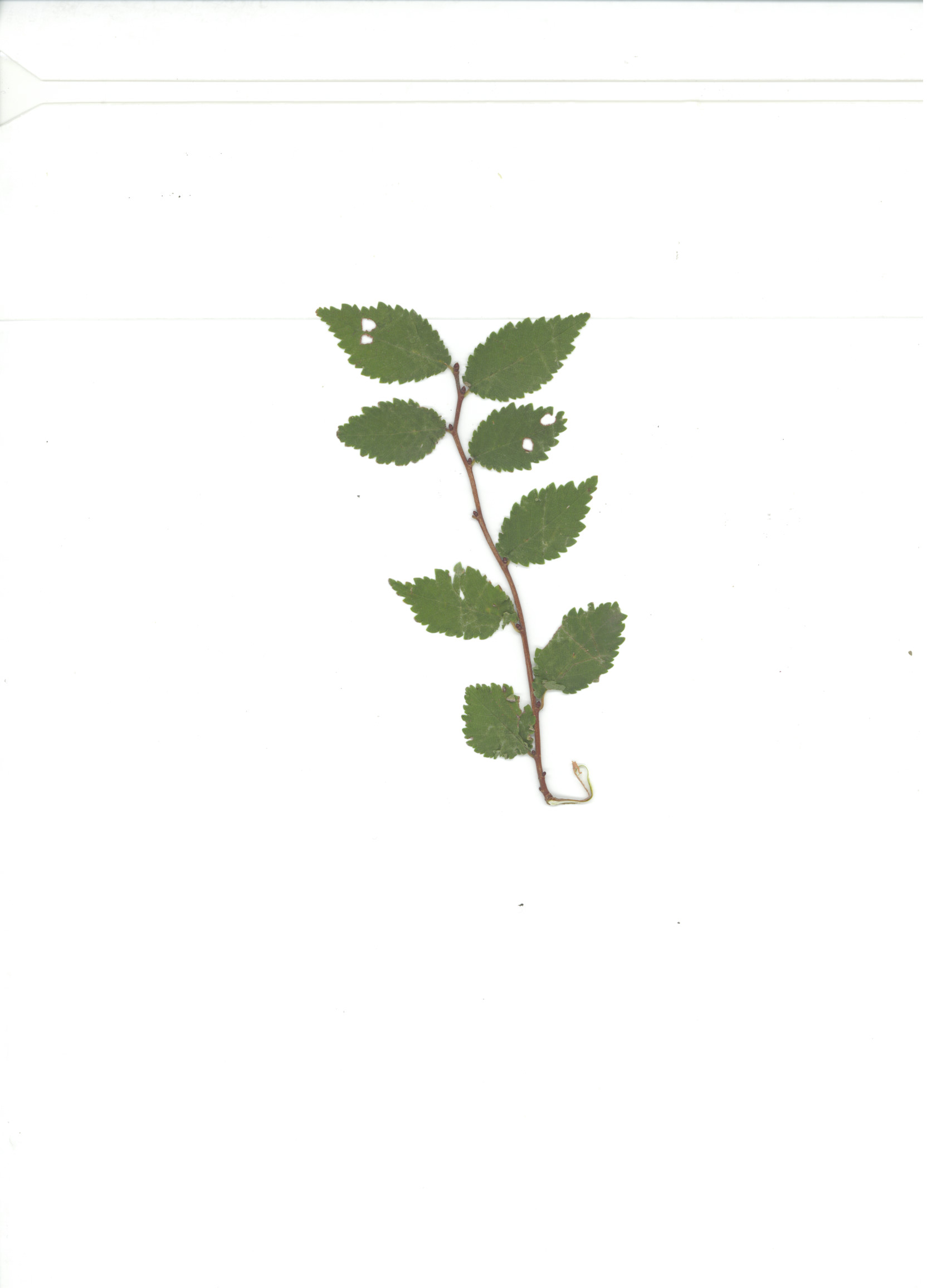 Ulmus laevis / Olmo ciliato