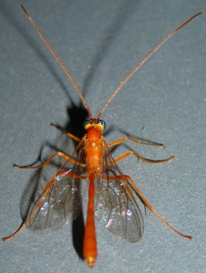 Enicospilus sp. (Ichneumonidae Ophioninae)