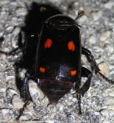 Silphidae: Nicrophorus  germanicus del Molise