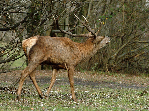 PASSIONE PER IL CERVO