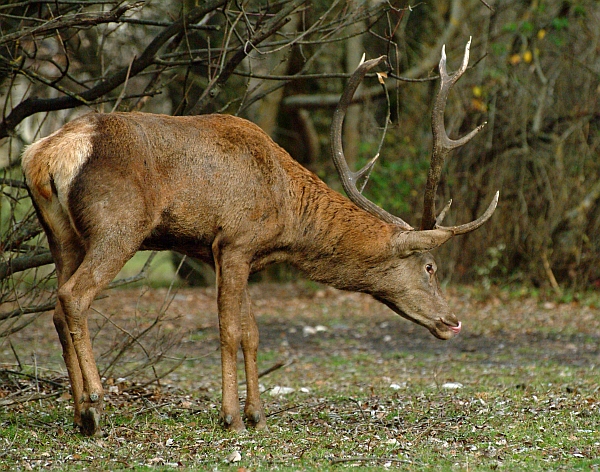 PASSIONE PER IL CERVO