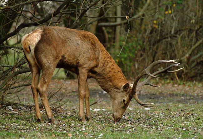 PASSIONE PER IL CERVO