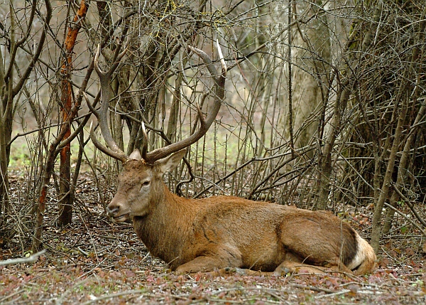 PASSIONE PER IL CERVO