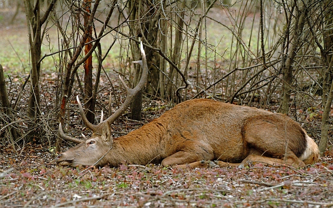 PASSIONE PER IL CERVO