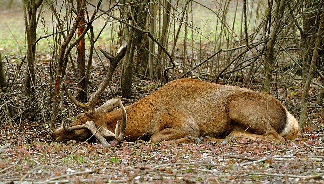 PASSIONE PER IL CERVO