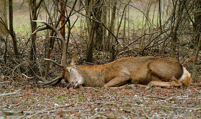 PASSIONE PER IL CERVO