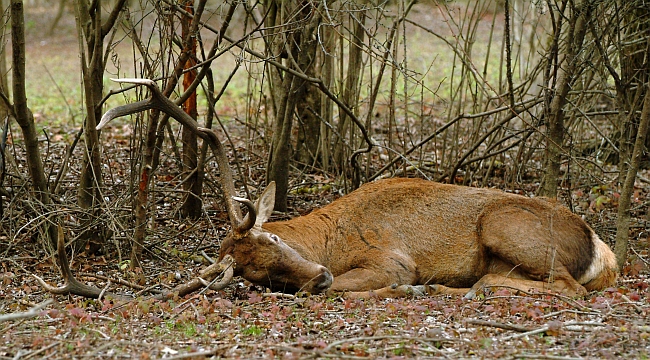PASSIONE PER IL CERVO