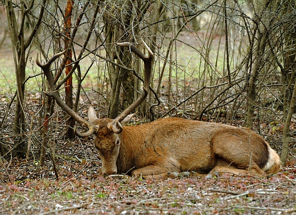 PASSIONE PER IL CERVO