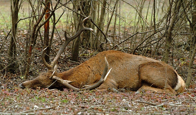PASSIONE PER IL CERVO