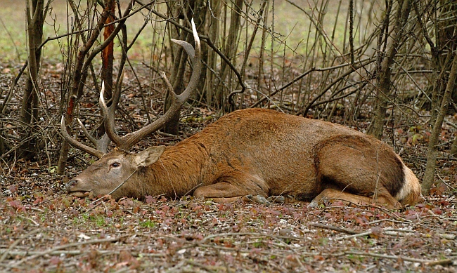PASSIONE PER IL CERVO