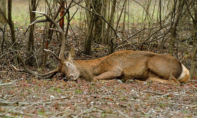 PASSIONE PER IL CERVO