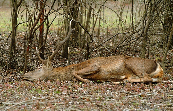 PASSIONE PER IL CERVO
