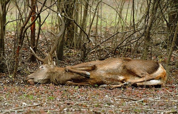 PASSIONE PER IL CERVO