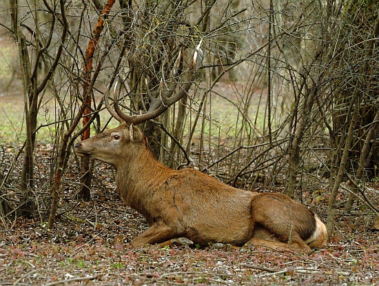 PASSIONE PER IL CERVO