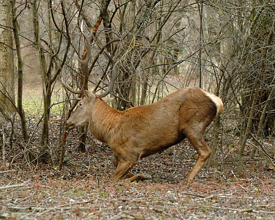 PASSIONE PER IL CERVO