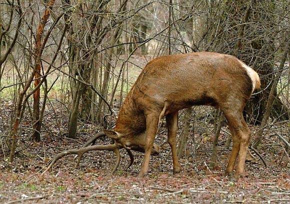 PASSIONE PER IL CERVO
