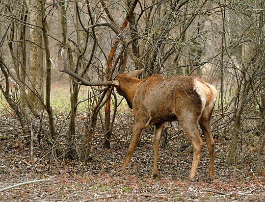 PASSIONE PER IL CERVO
