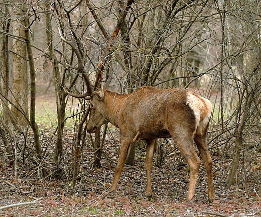 PASSIONE PER IL CERVO