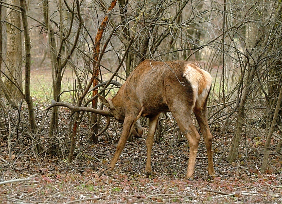 PASSIONE PER IL CERVO