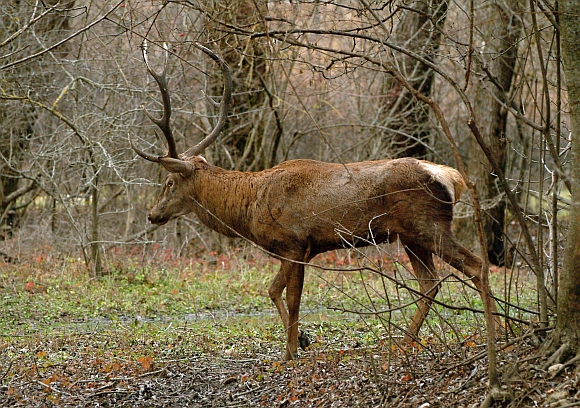 PASSIONE PER IL CERVO