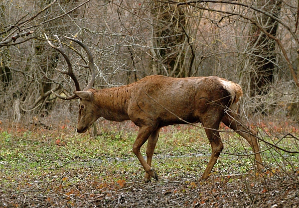 PASSIONE PER IL CERVO
