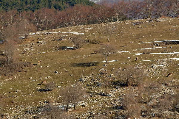 PASSIONE PER IL CERVO
