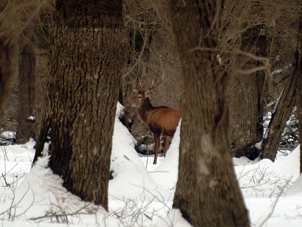 PASSIONE PER IL CERVO