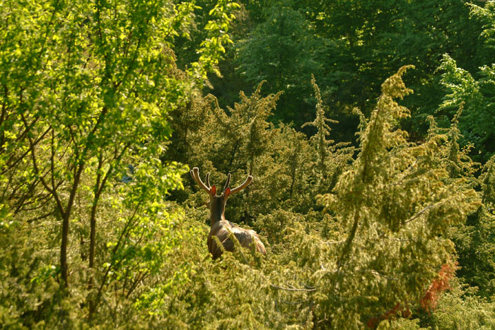PASSIONE PER IL CERVO