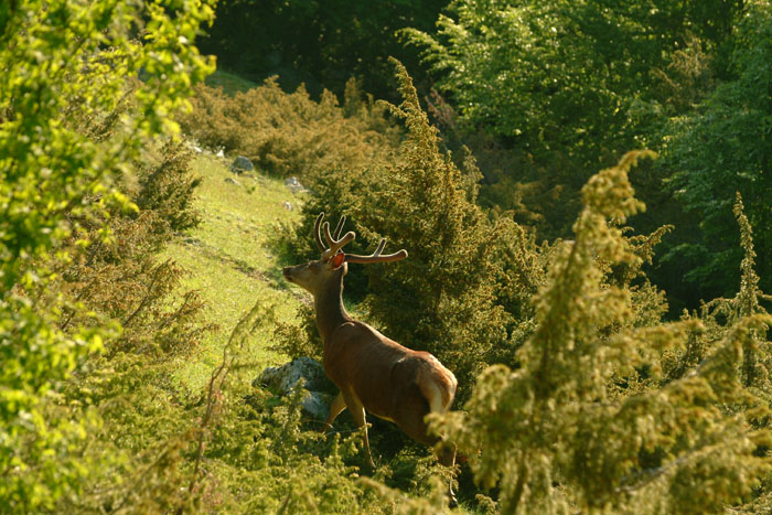 PASSIONE PER IL CERVO