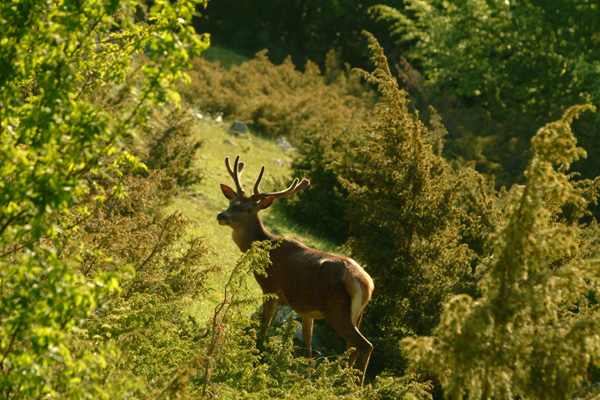 PASSIONE PER IL CERVO