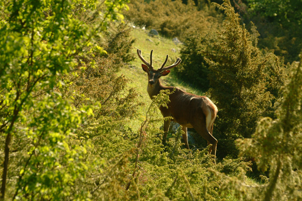 PASSIONE PER IL CERVO
