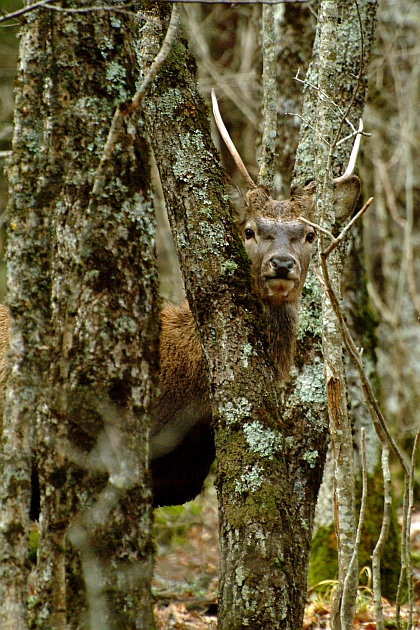 PASSIONE PER IL CERVO