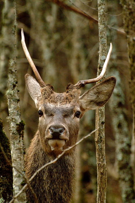 PASSIONE PER IL CERVO