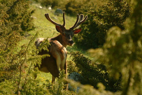 PASSIONE PER IL CERVO