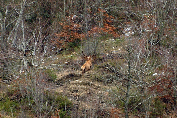 PASSIONE PER IL CERVO