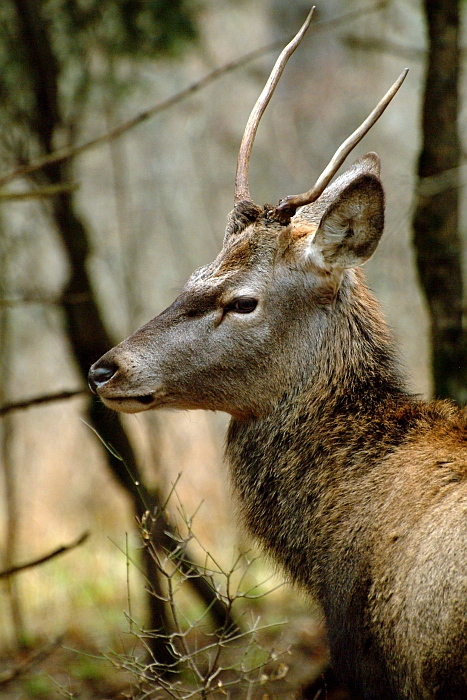 PASSIONE PER IL CERVO