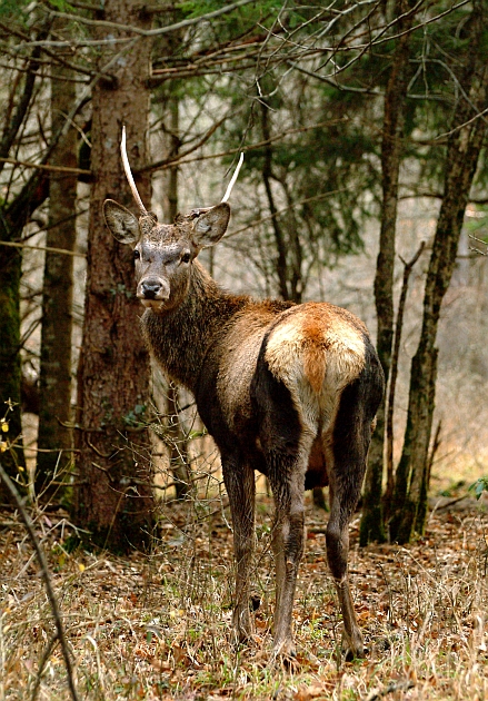 PASSIONE PER IL CERVO